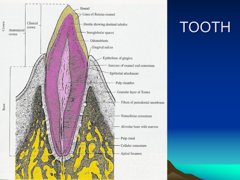 TOOTH